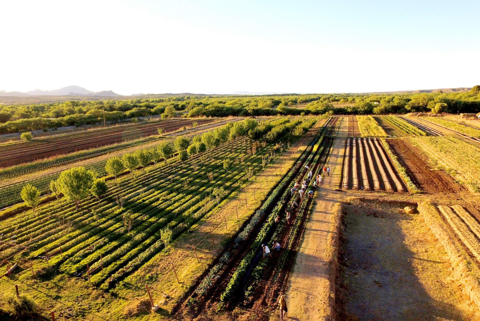 View of fields at avalon organic gardens.