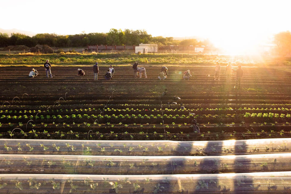 People working in crop fields.