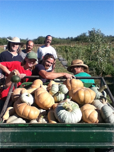 People harvesting melons.