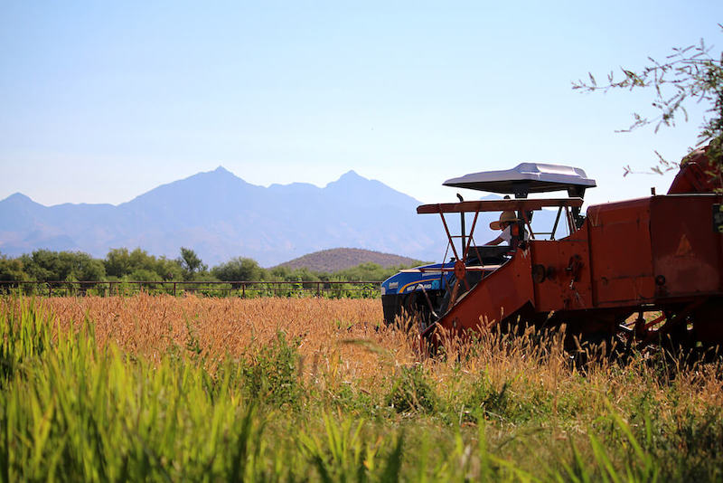 Harvestng Wheat at Avalon Organic Gardens